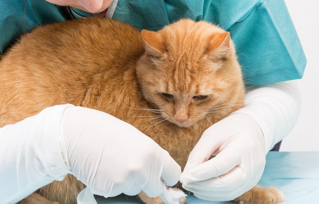 Doktor, Person, Tierärztin, Katze, Haustier
